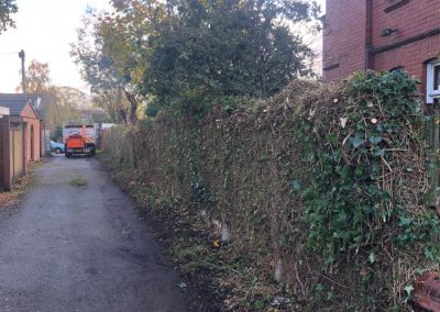 31102018 ivy cutback Worsley Manchester 8