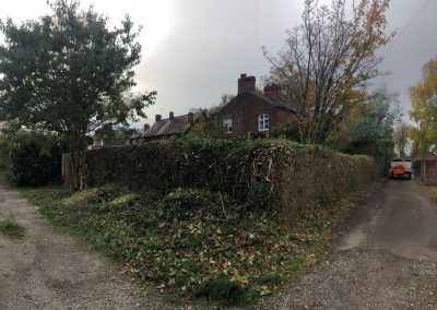 31102018 ivy cutback Worsley Manchester 9