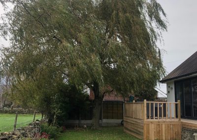 03112018 willow tree reduction Oldham Manchester 1