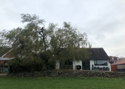 03112018 willow tree reduction Oldham Manchester 5