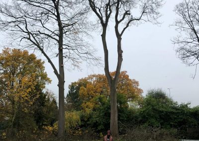 12112018 sycamore tree felling 1