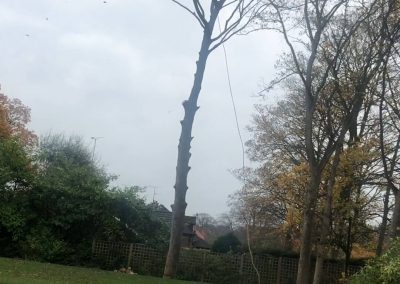 12112018 sycamore tree felling 2