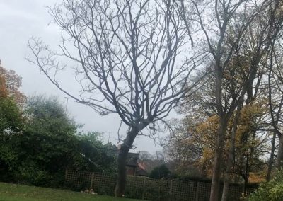 12112018 sycamore tree felling 3
