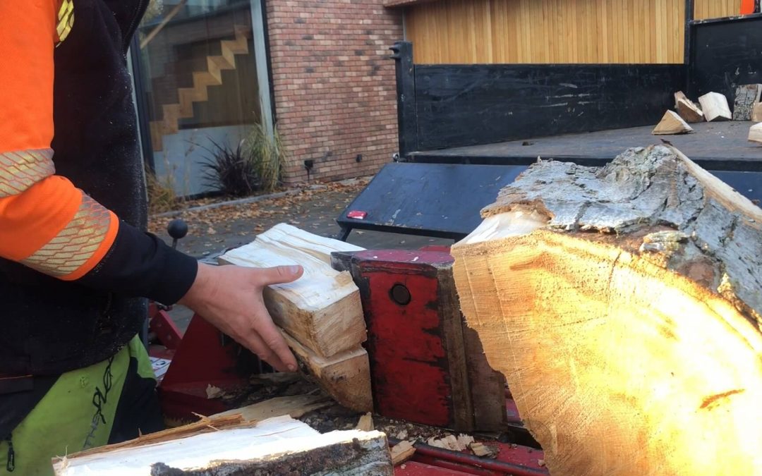 Sycamore felling and wood splitting Manchester – 12.11.2018.