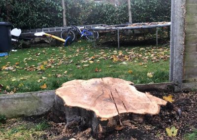 14112018 stump grinding Chorlton Manchester 1