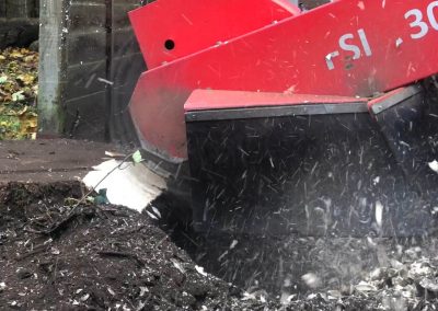 14112018 stump grinding Chorlton Manchester 5