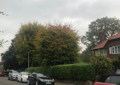Hedge trimming and crown reducing Knutsford Cheshire 1