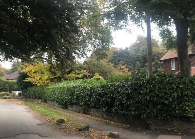 Hedge trimming and crown reducing Knutsford Cheshire 2