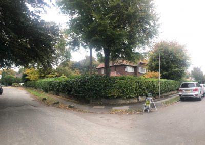 Hedge trimming and crown reducing Knutsford Cheshire 3
