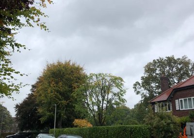 Hedge trimming and crown reducing Knutsford Cheshire 4