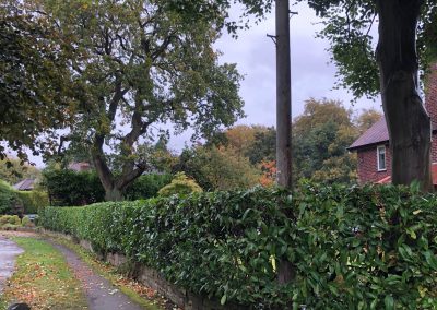 Hedge trimming and crown reducing Knutsford Cheshire 6