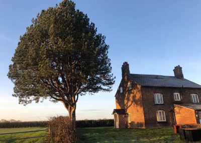 Pine tree felling Ashley, Manchester – 17.12.2018.