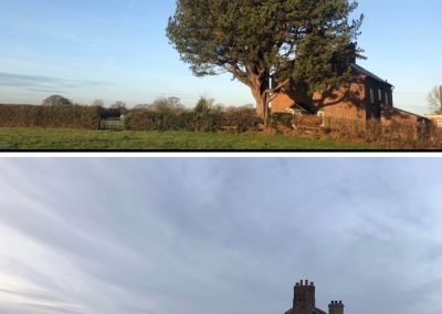 17122018 pine tree felling Ashley Manchester 11