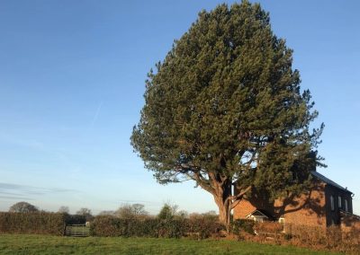 17122018 pine tree felling Ashley Manchester 2