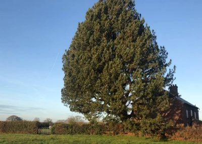 17122018 pine tree felling Ashley Manchester 3