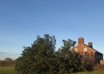17122018 pine tree felling Ashley Manchester 4