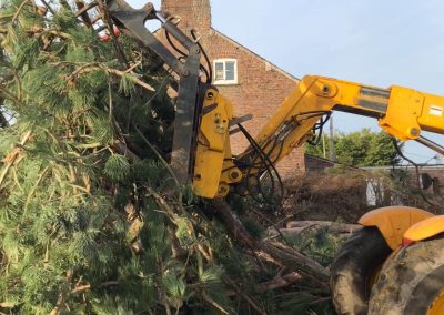 17122018 pine tree felling Ashley Manchester 6