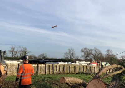 17122018 pine tree felling Ashley Manchester 7