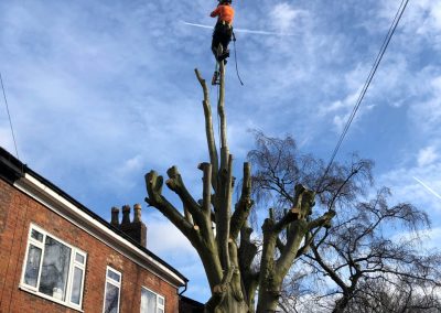 21022019 TPO specification by Salford council Salford Manchester 1