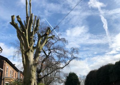 21022019 TPO specification by Salford council Salford Manchester 3