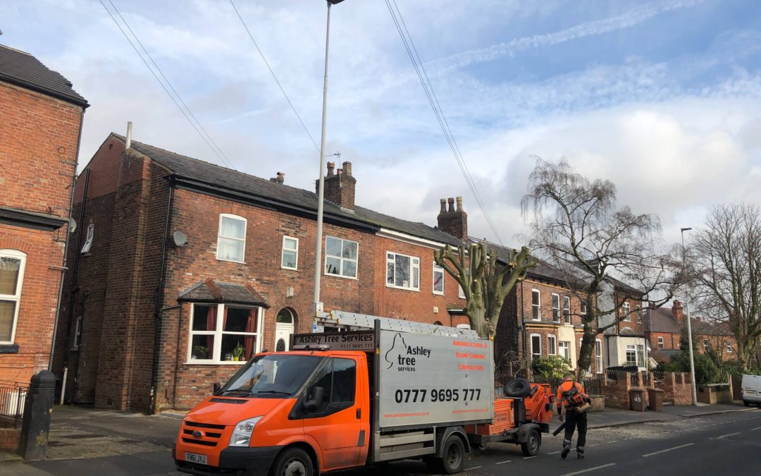 Heavy beech tree pollarding and crown reduction by Salford Council TPO specification – 21.02.2019.