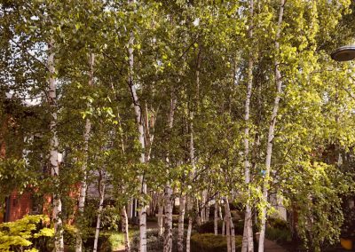 09052019 Various tree jobs Didsbury 1