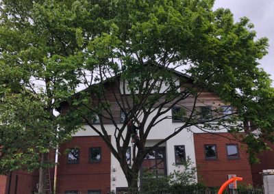 09052019 Various tree jobs Didsbury 10