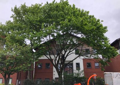 09052019 Various tree jobs Didsbury 12