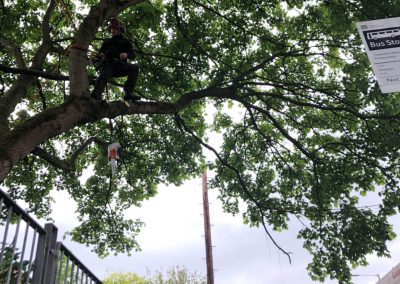09052019 Various tree jobs Didsbury 13