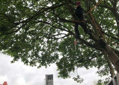09052019 Various tree jobs Didsbury 14