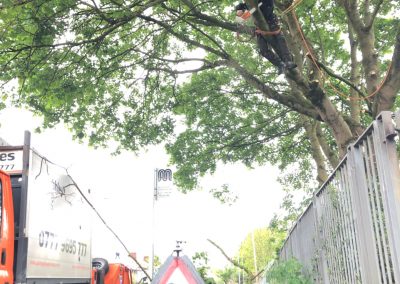 09052019 Various tree jobs Didsbury 15
