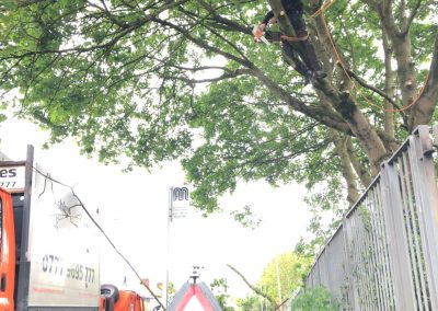 09052019 Various tree jobs Didsbury 16