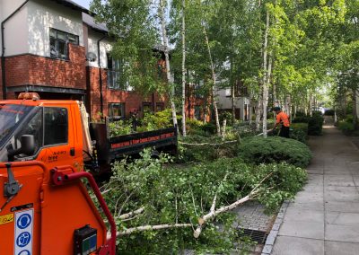09052019 Various tree jobs Didsbury 3