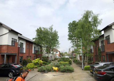 09052019 Various tree jobs Didsbury 6