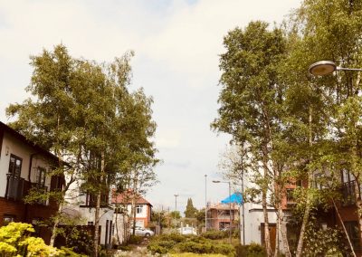 09052019 Various tree jobs Didsbury 8