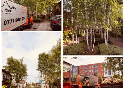 09052019 Various tree jobs Didsbury 9