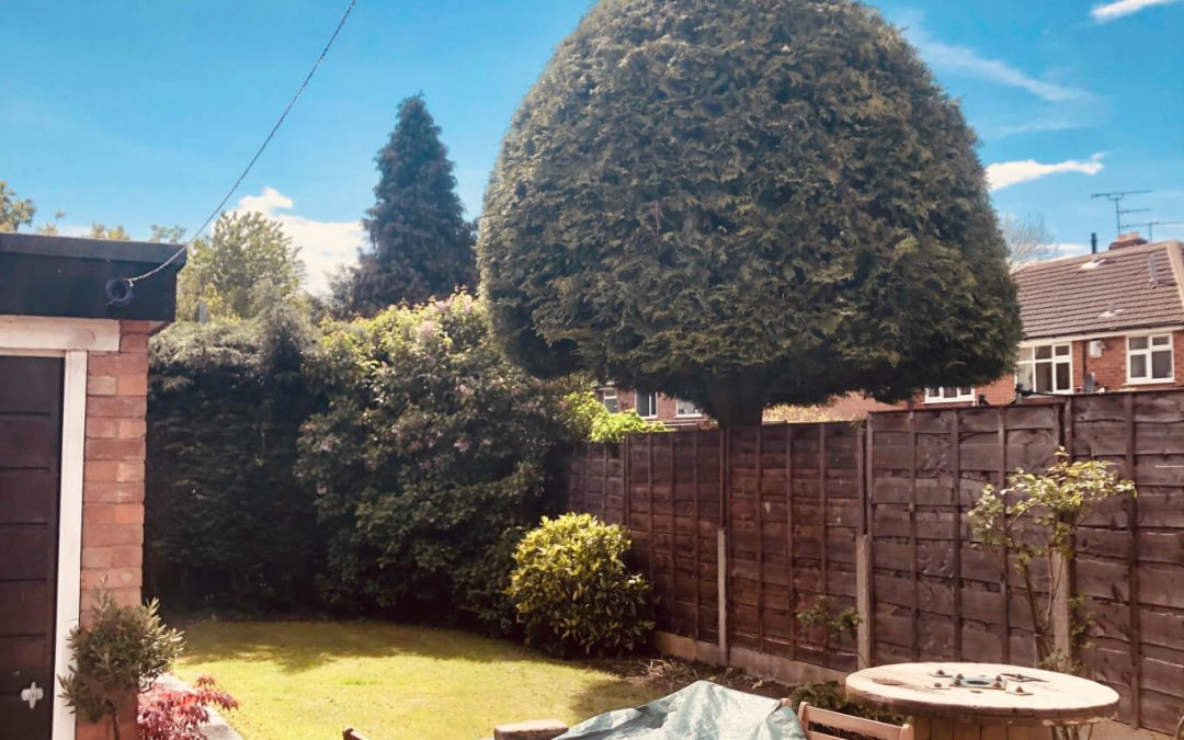 Precision trimming & shaping in Cheshire – 10.05.2019.