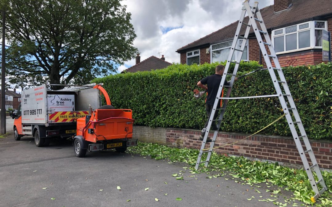 Various hedge trimming activities in Sale, Manchester – 21.06.2019.