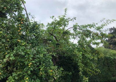 21062019 hedge trimming sale manchester 12