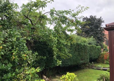 21062019 hedge trimming sale manchester 13