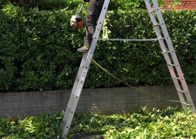 21062019 hedge trimming sale manchester 3