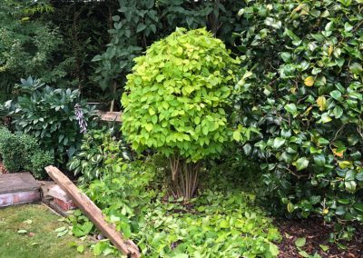 21062019 hedge trimming sale manchester 7