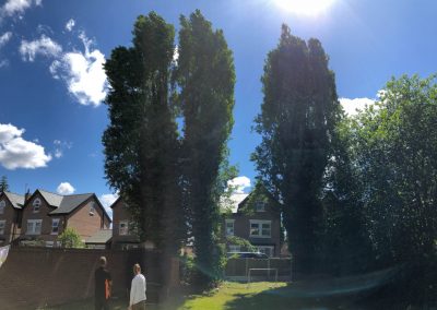 27062019 tree felling sale manchester 1