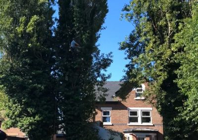 27062019 tree felling sale manchester 3