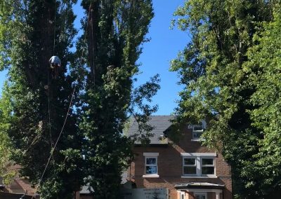 27062019 tree felling sale manchester 4