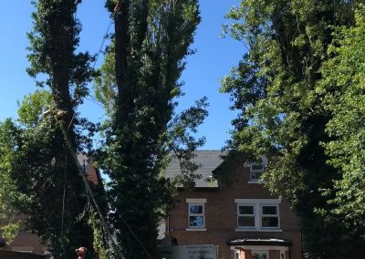 27062019 tree felling sale manchester 5