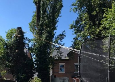 27062019 tree felling sale manchester 6