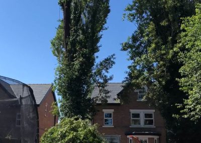27062019 tree felling sale manchester 7