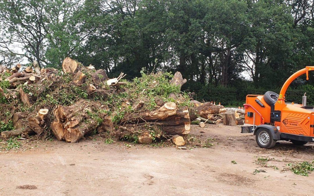 Tree cutting and removal in Sale, Manchester – 27.06.2019.