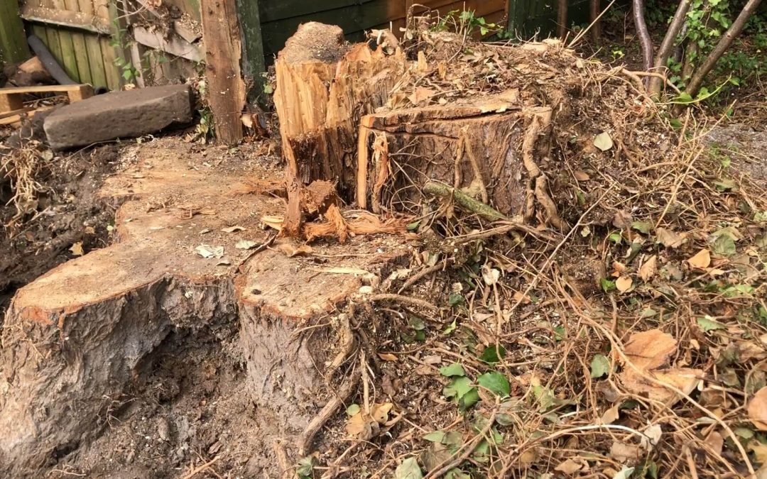 Stump grinding Sale, Manchester – 08.07.2019.